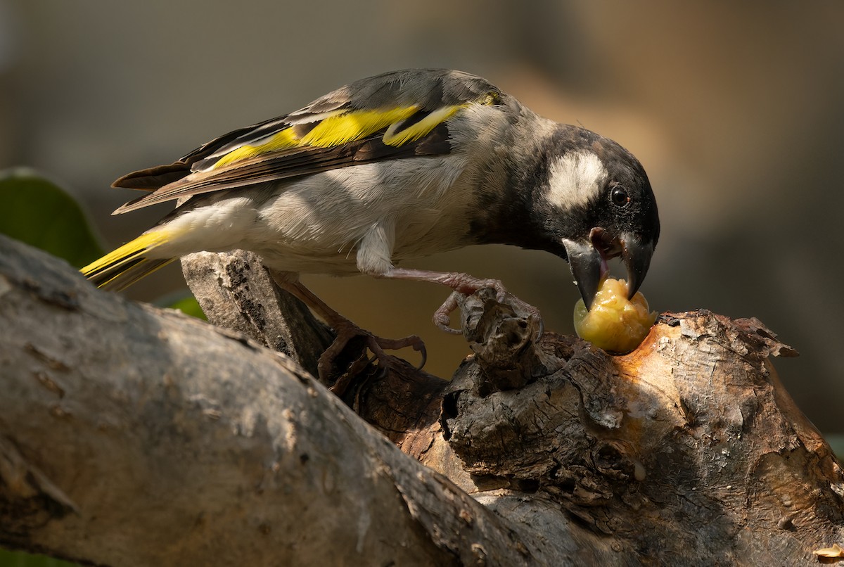 Socotra Grosbeak - Lars Petersson | My World of Bird Photography