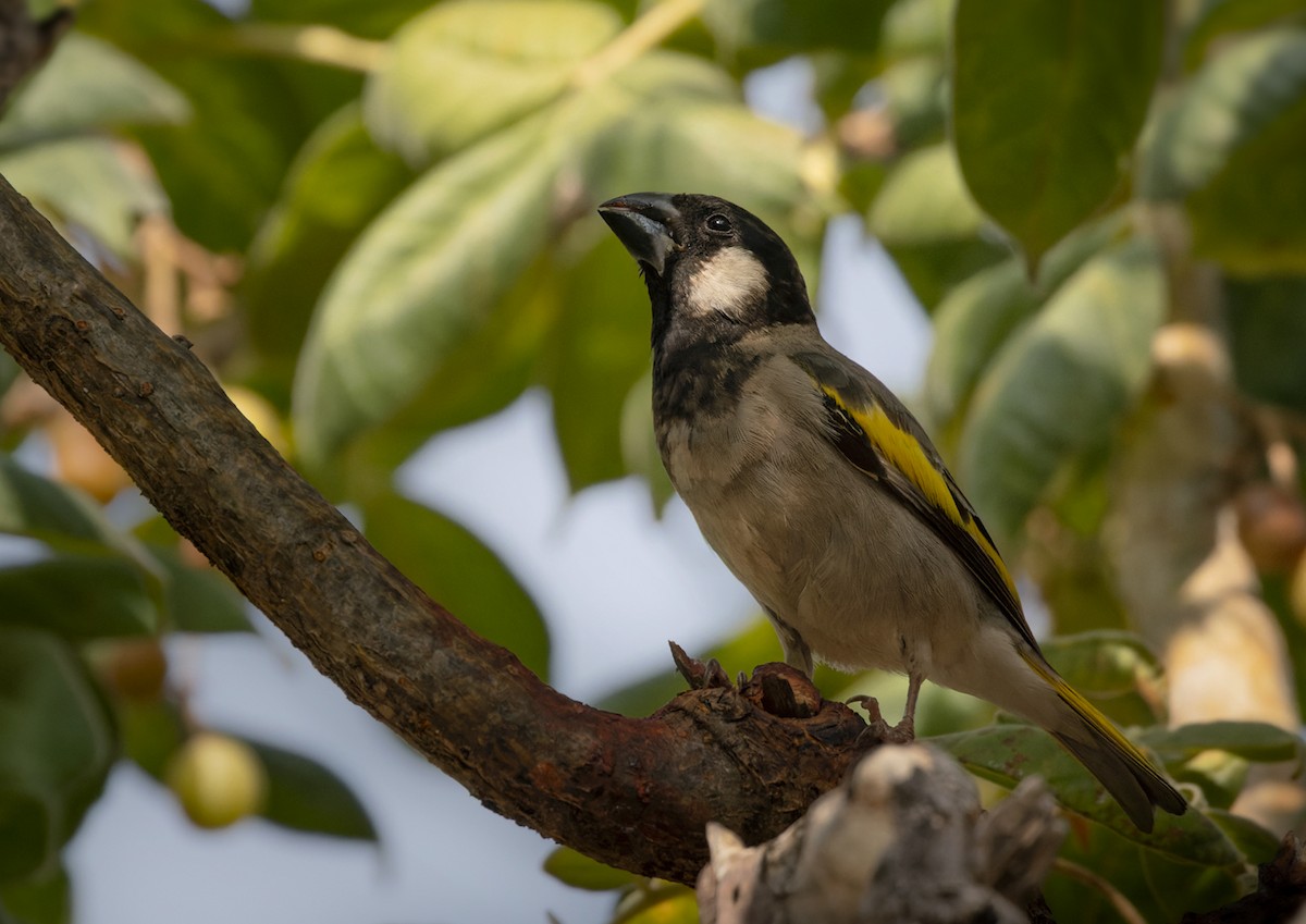 Socotra Grosbeak - Lars Petersson | My World of Bird Photography