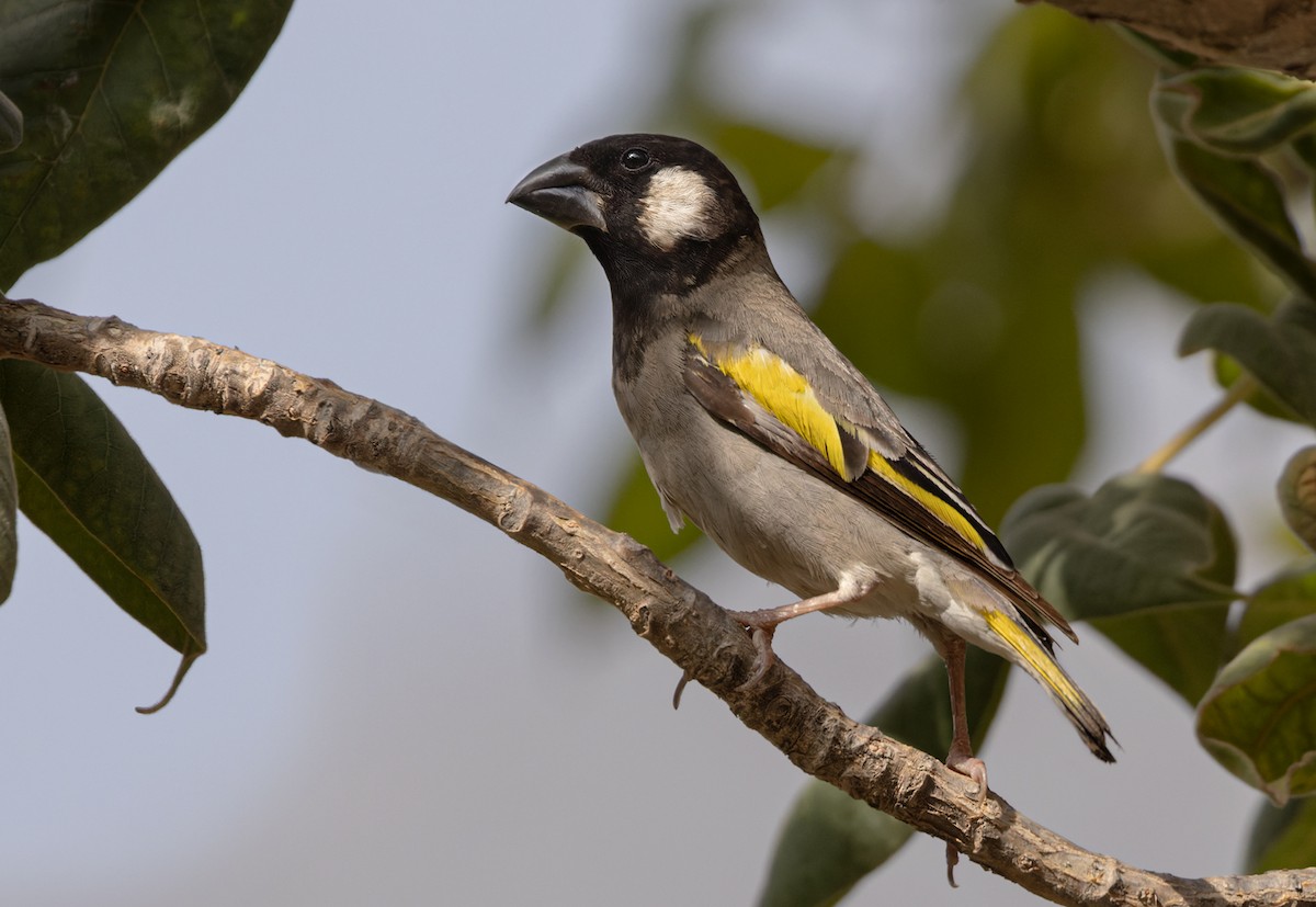 Socotra Grosbeak - Lars Petersson | My World of Bird Photography