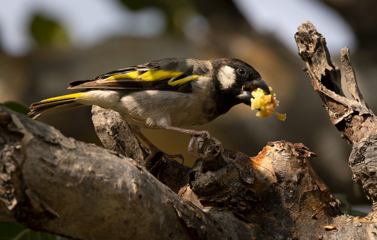 Socotra Grosbeak - Lars Petersson | My World of Bird Photography