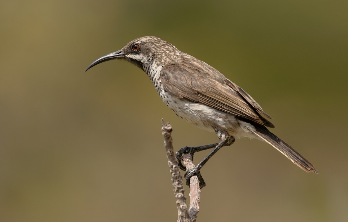 Socotra Sunbird - Lars Petersson | My World of Bird Photography
