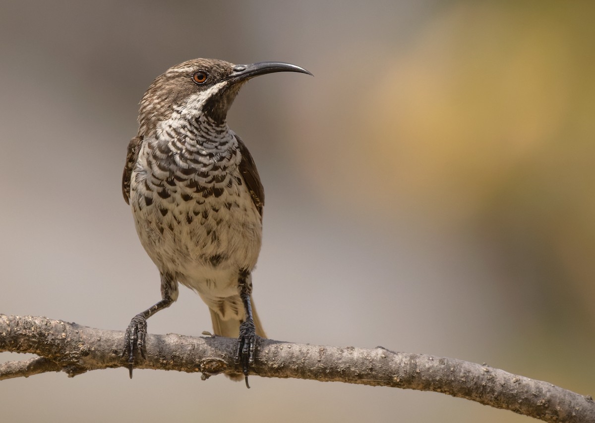 Socotra Sunbird - Lars Petersson | My World of Bird Photography