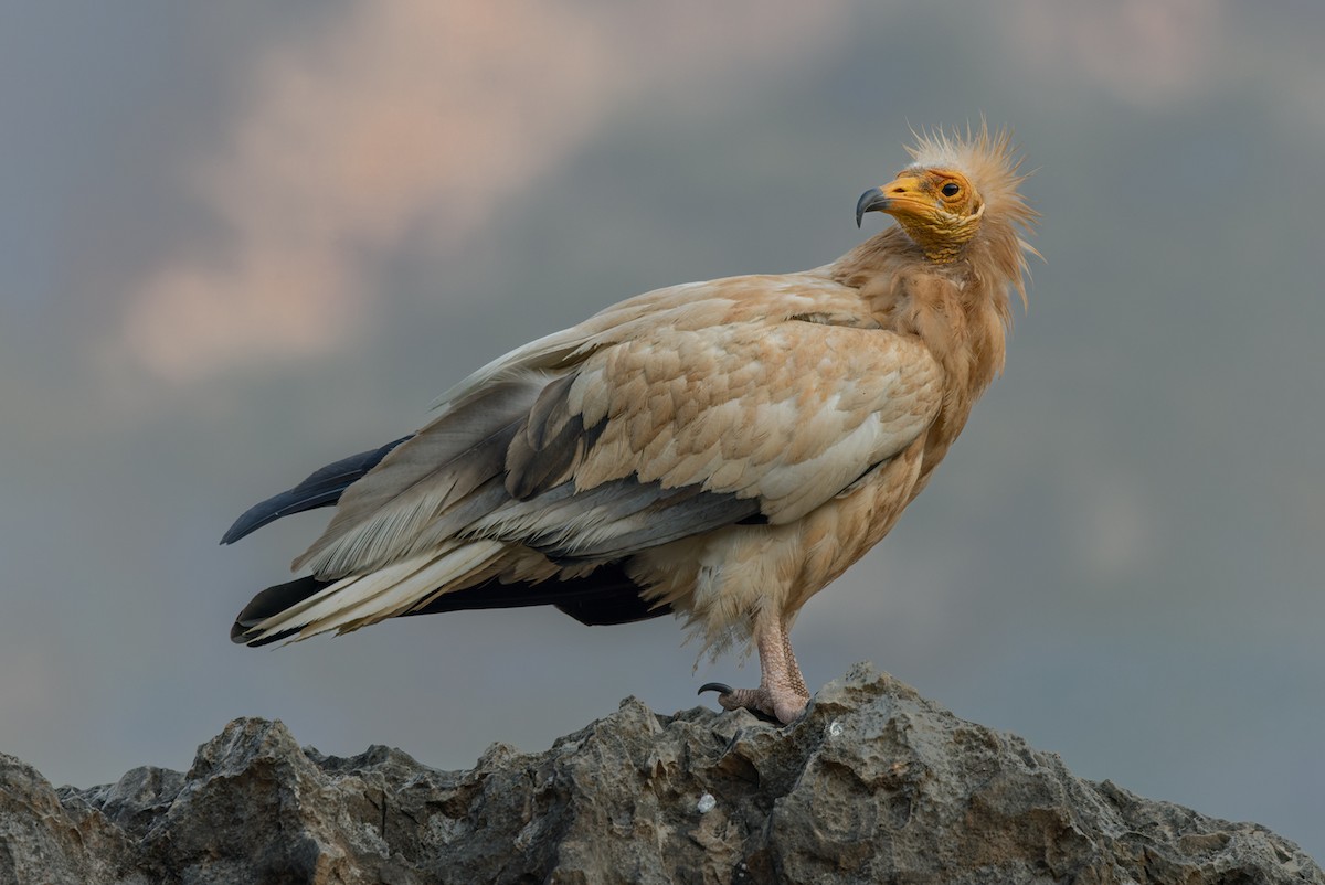 Egyptian Vulture - Lars Petersson | My World of Bird Photography