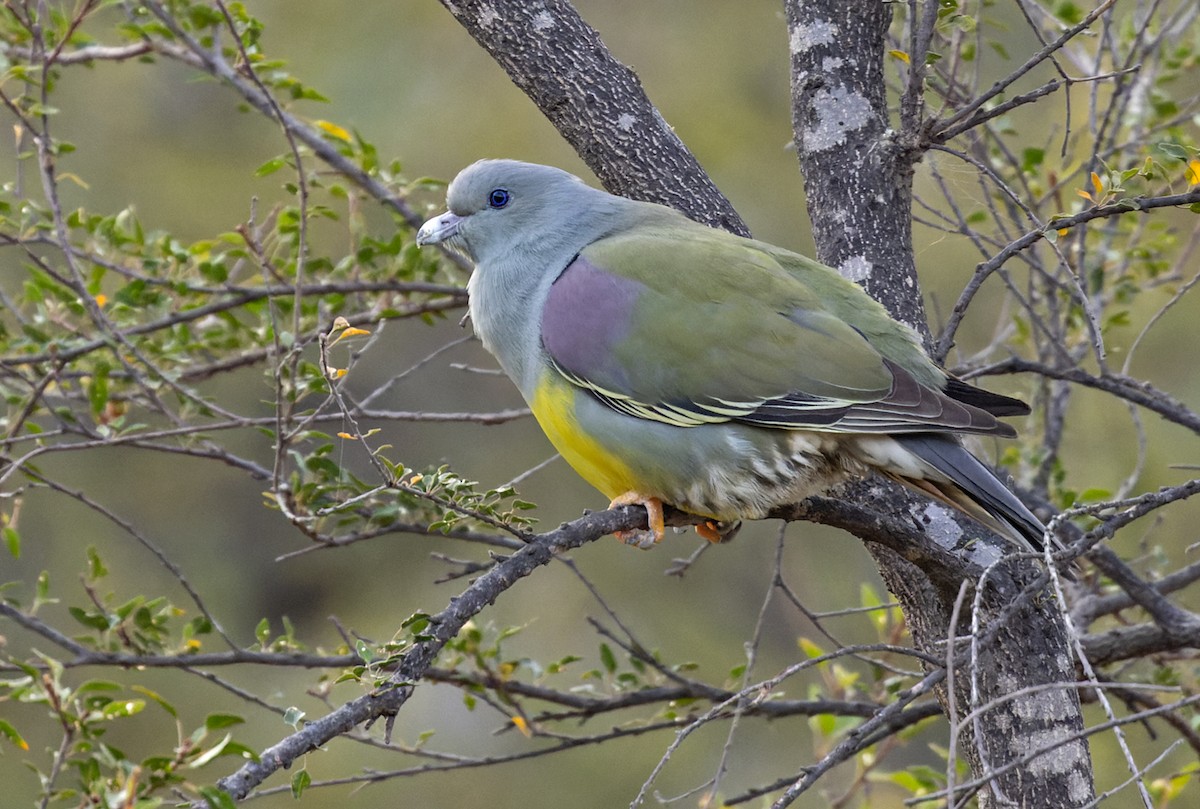 Bruce's Green-Pigeon - ML436469671