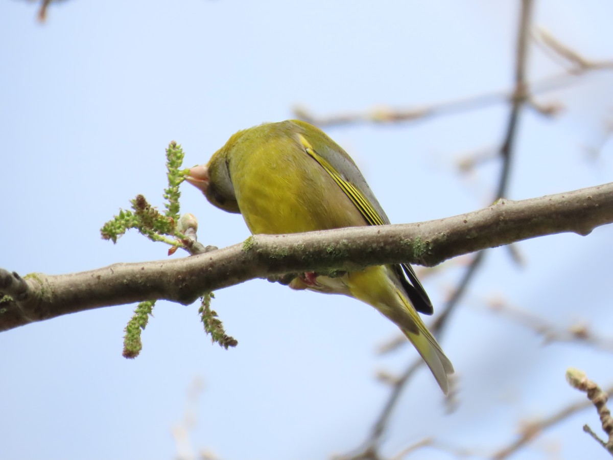 European Greenfinch - ML436469841