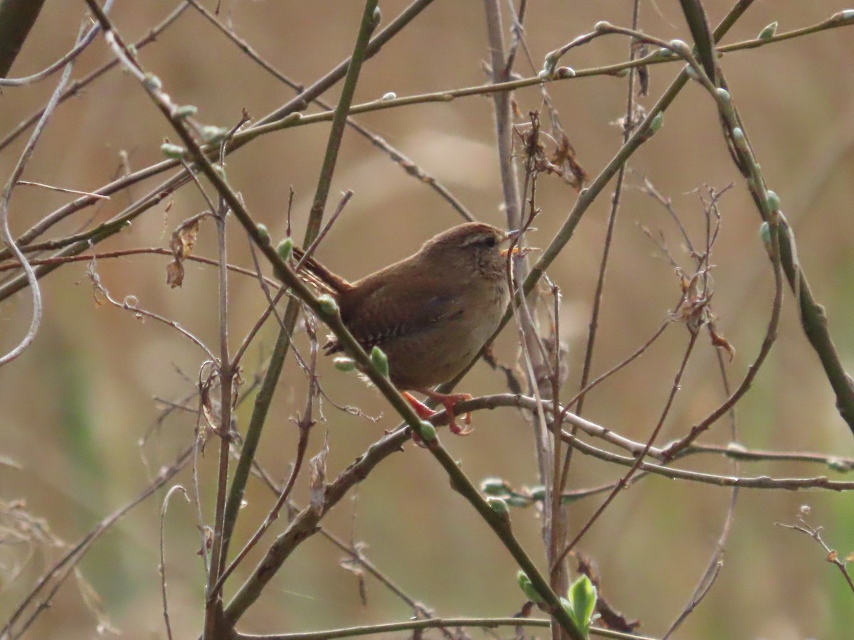 Eurasian Wren - ML436470071