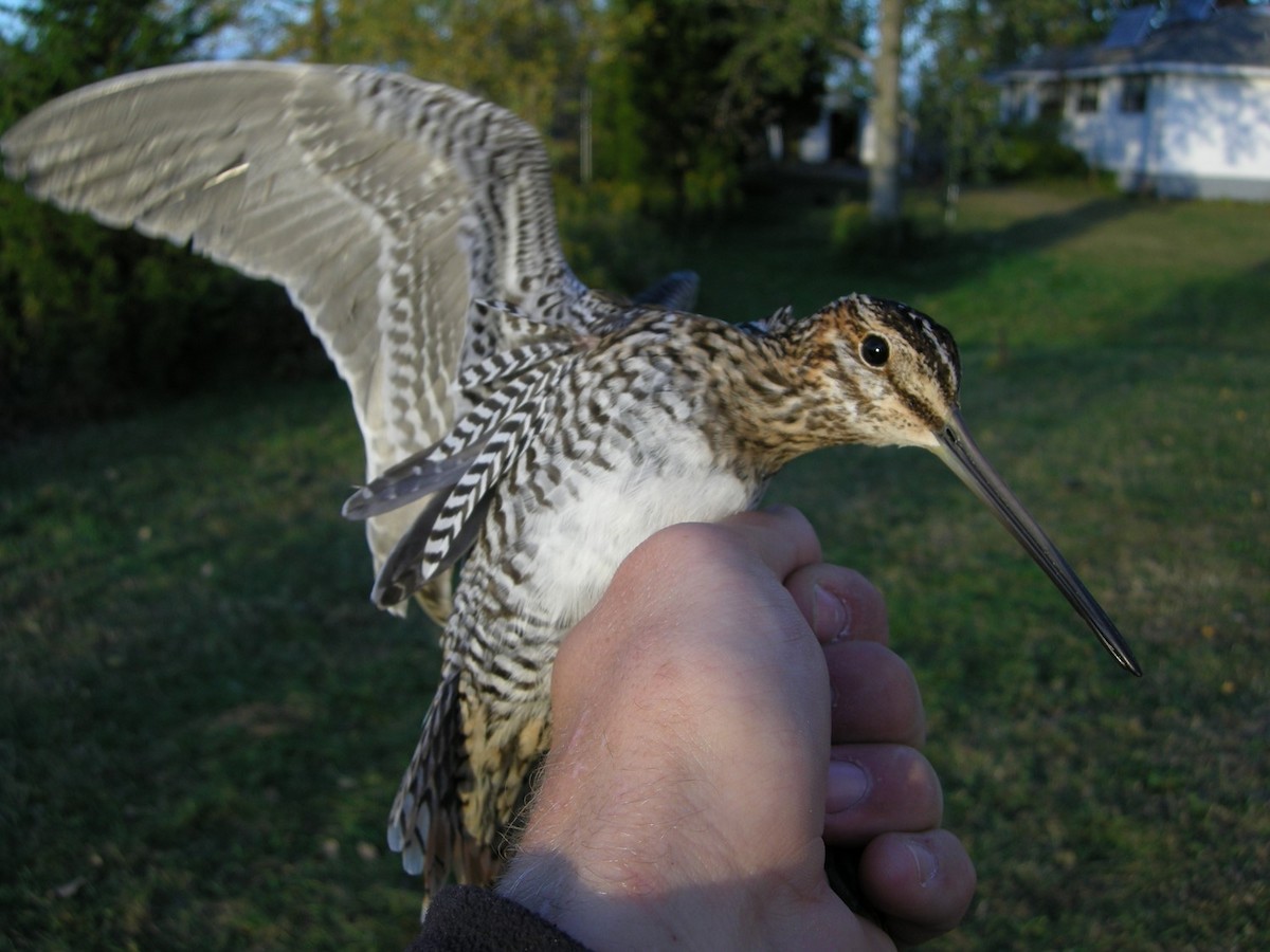 Wilson's Snipe - ML436470651