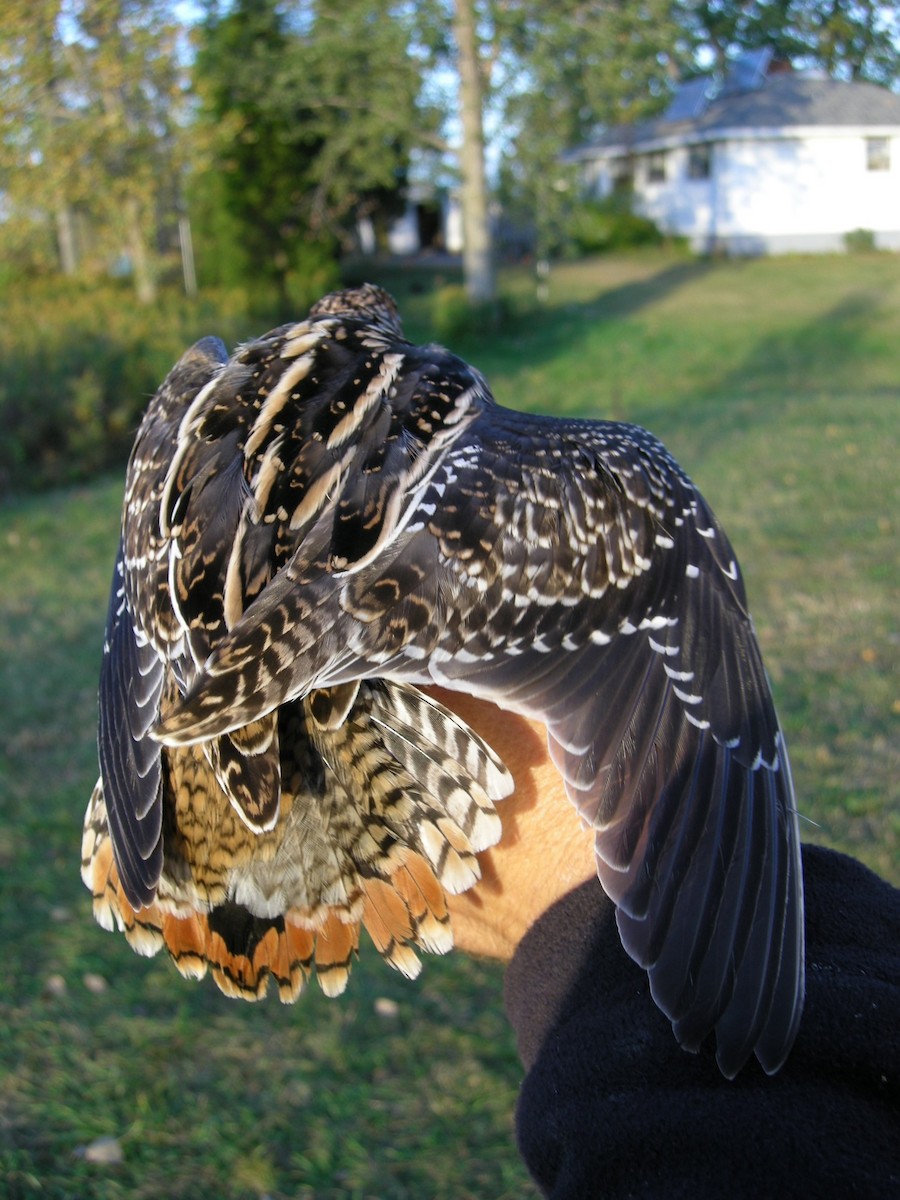 Wilson's Snipe - ML436470661