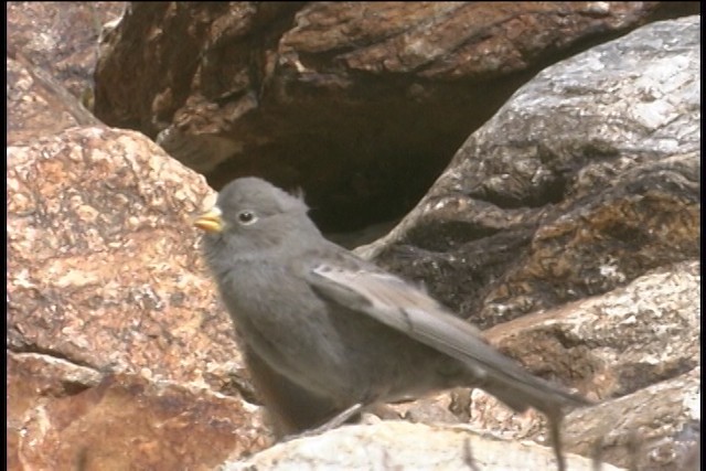 Black Rosy-Finch - ML436471