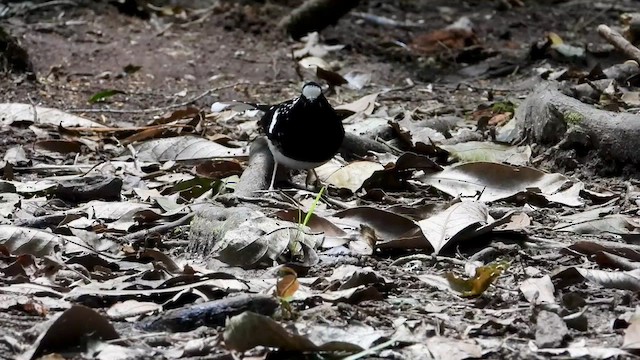 Spotted Forktail - ML436471051