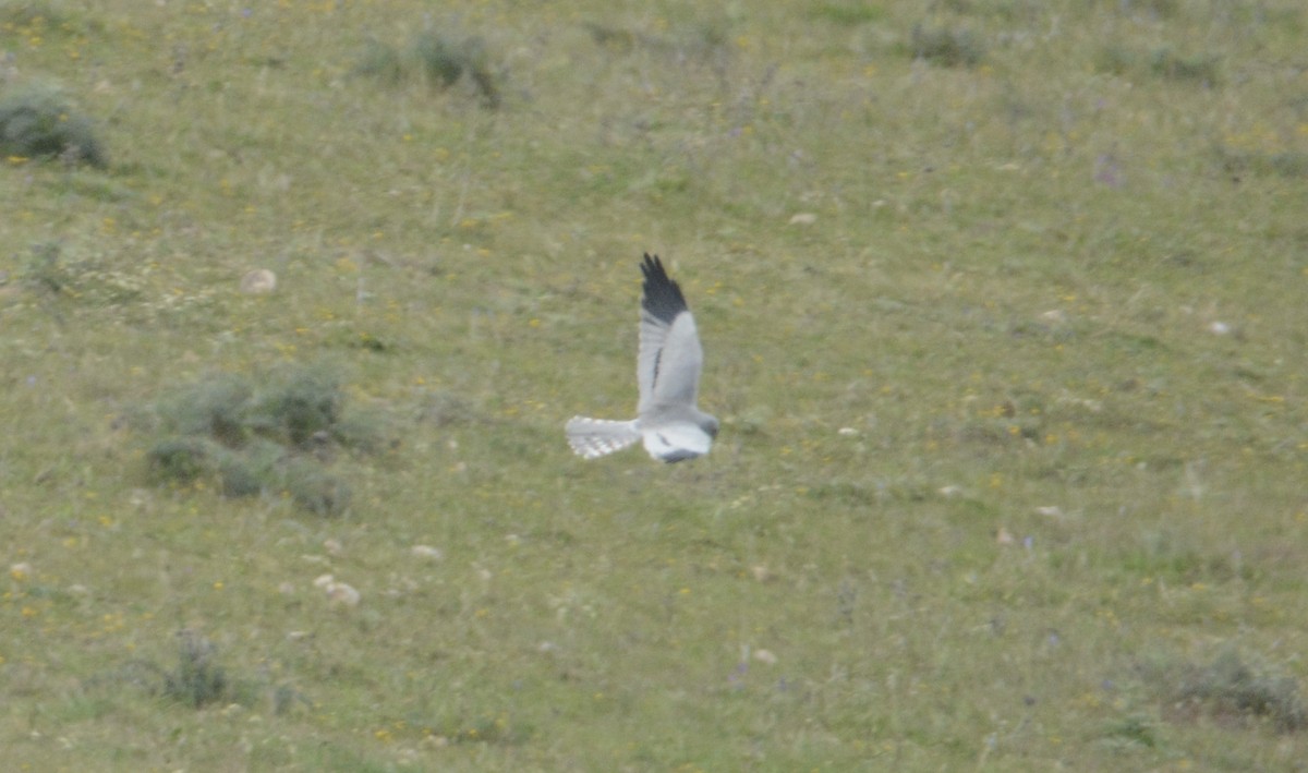 Montagu's Harrier - Taylor Abbott