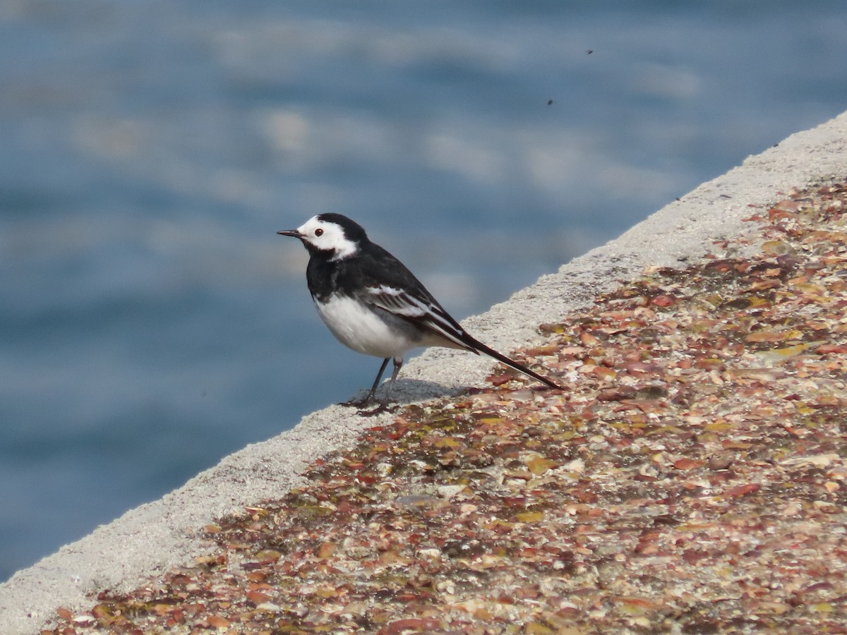 White Wagtail - ML436471801