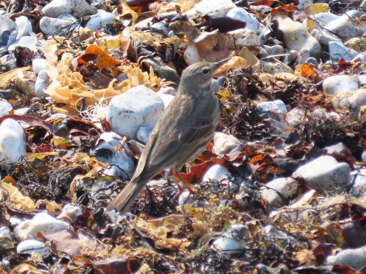 Rock Pipit - ML436471901