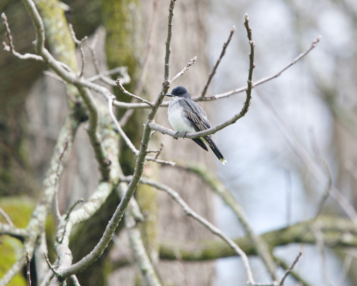 Eastern Kingbird - ML436471951