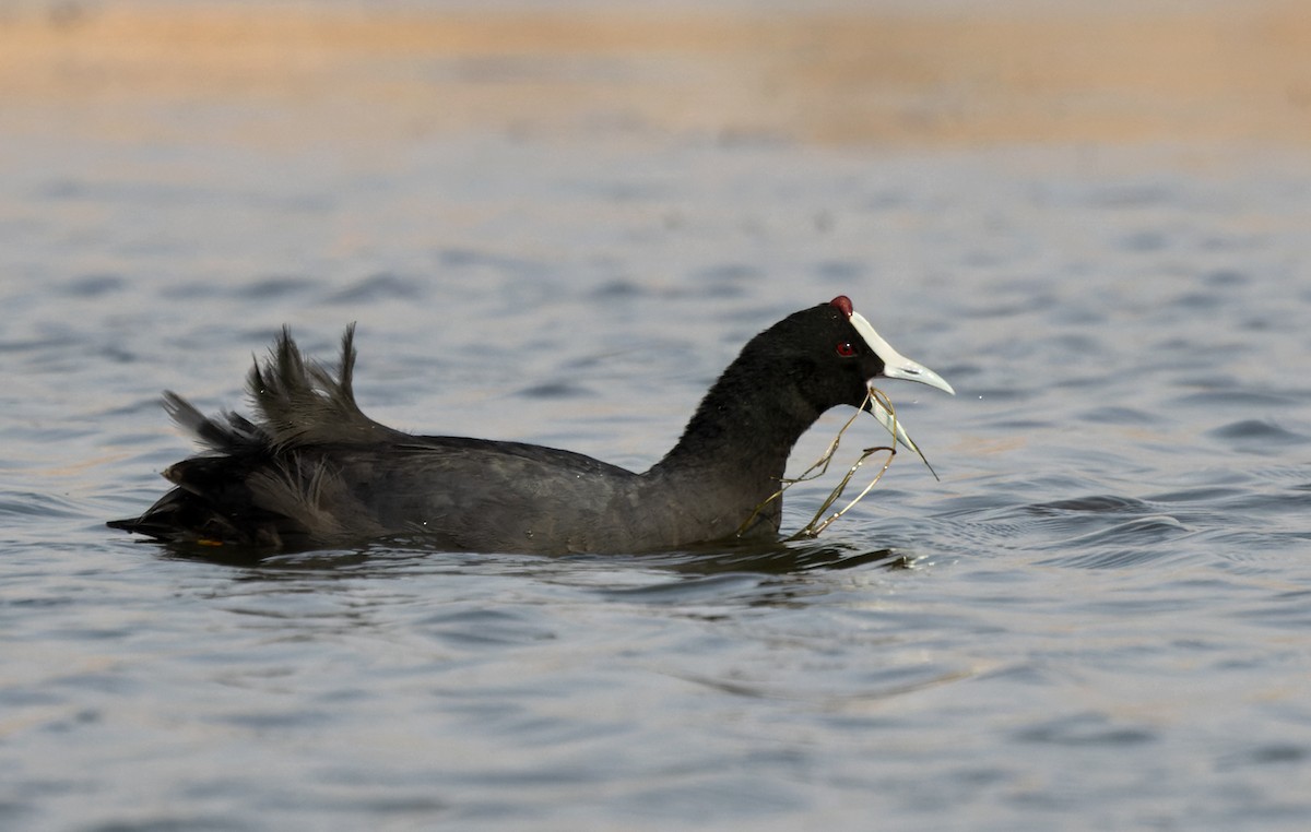 Red-knobbed Coot - ML436472181