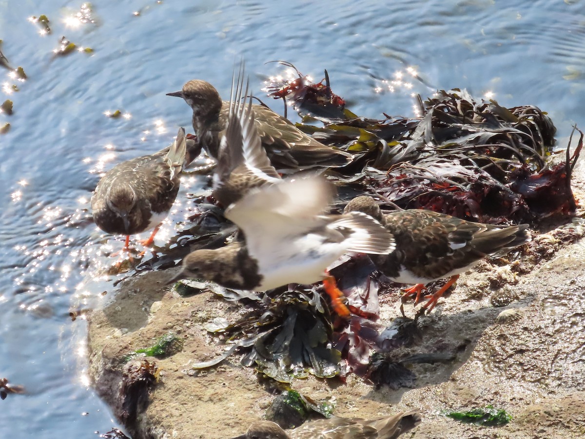 Ruddy Turnstone - ML436472511