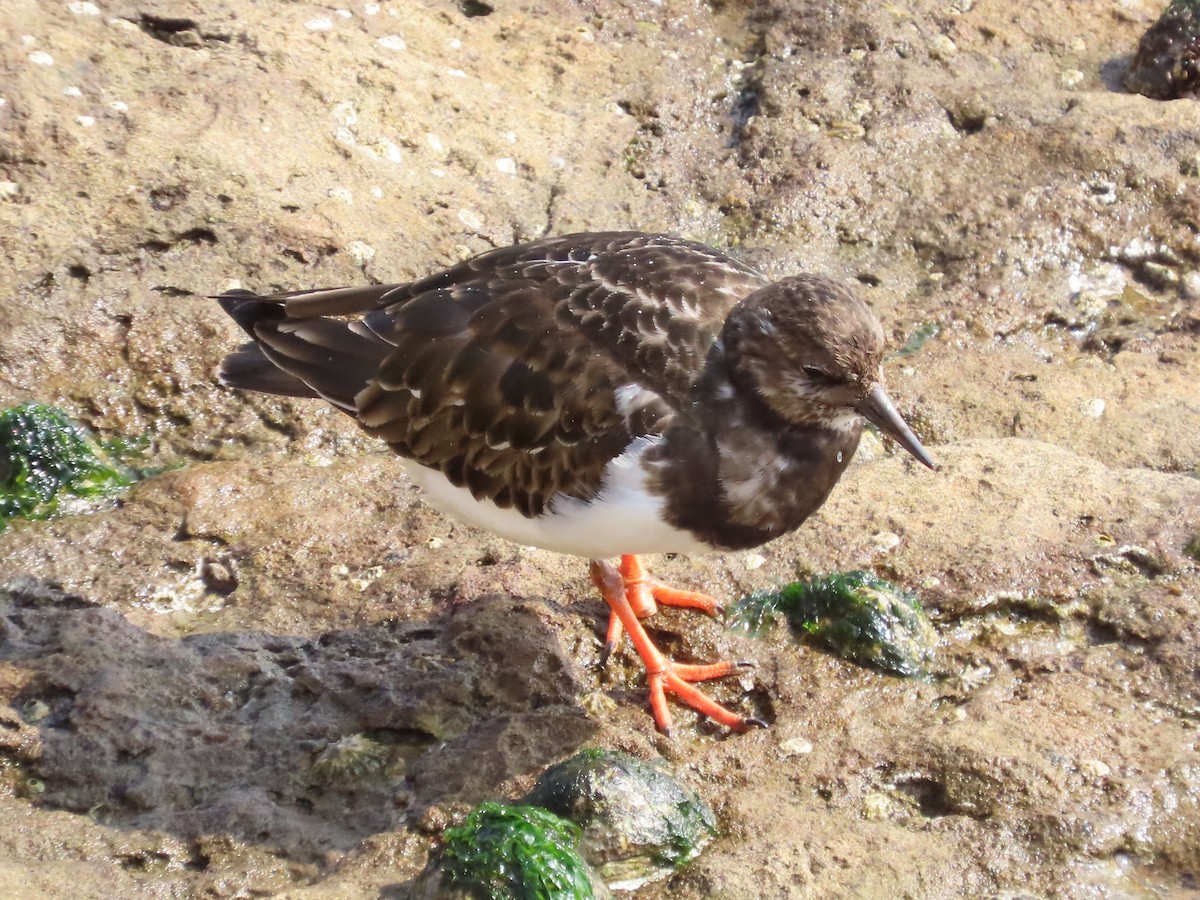 Ruddy Turnstone - ML436472531