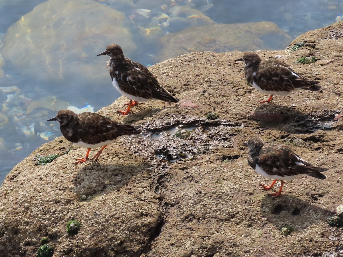 Ruddy Turnstone - ML436472551