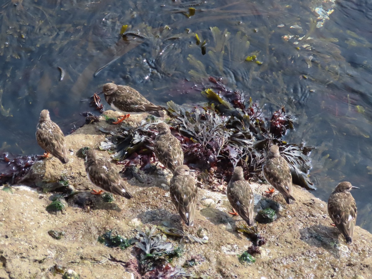 Ruddy Turnstone - ML436472561