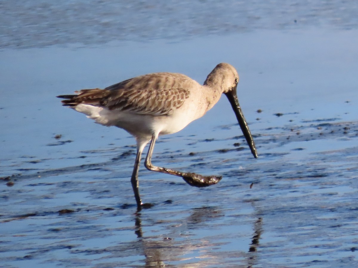 Black-tailed Godwit - ML436473121