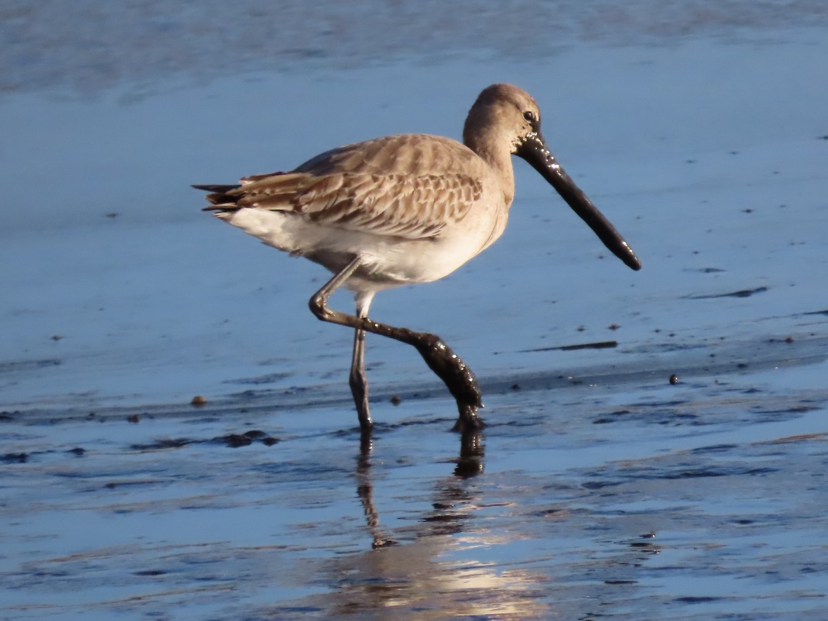 Black-tailed Godwit - ML436473131