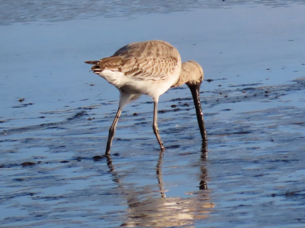 Black-tailed Godwit - ML436473141