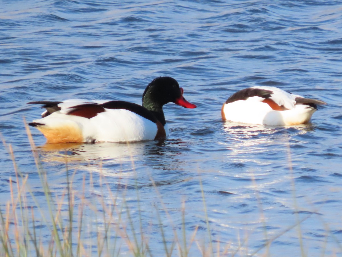 Common Shelduck - ML436473241
