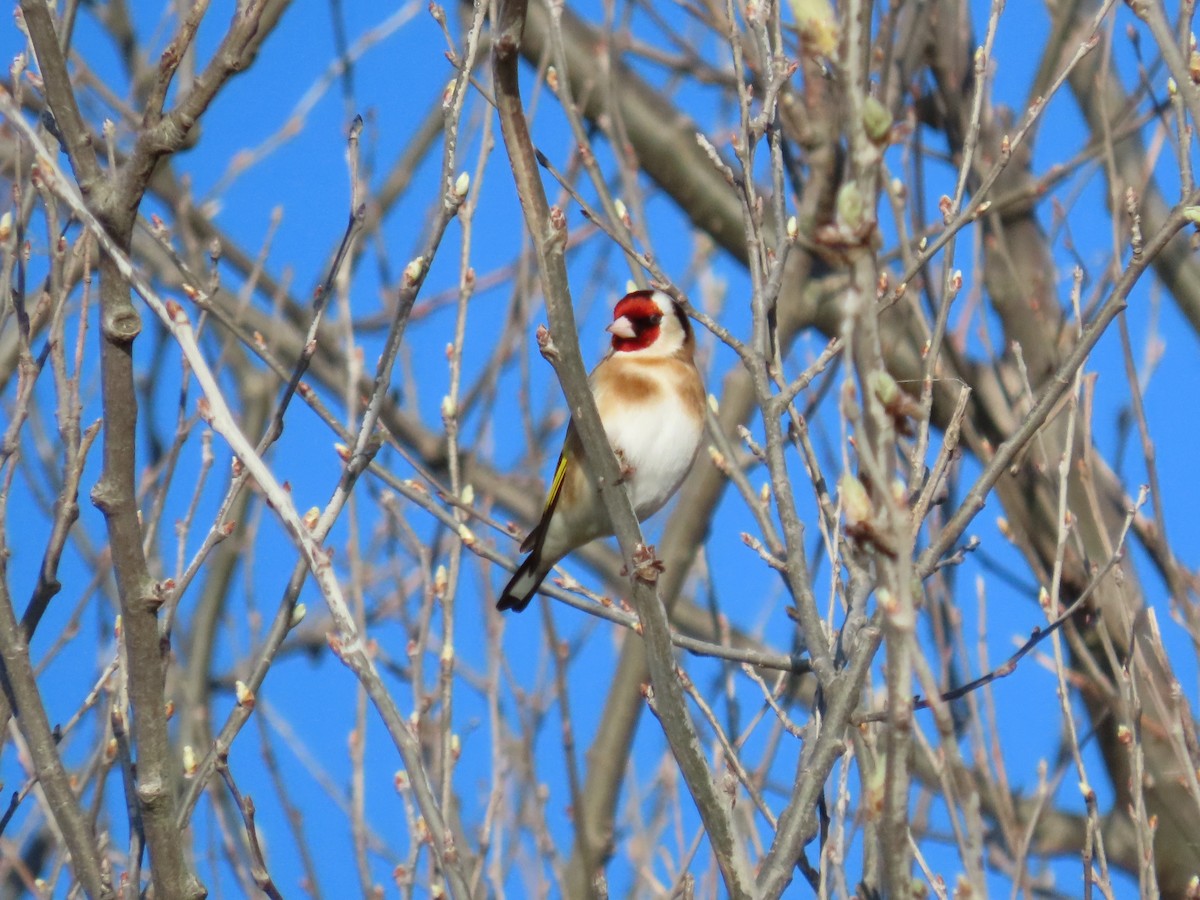 European Goldfinch - ML436473621