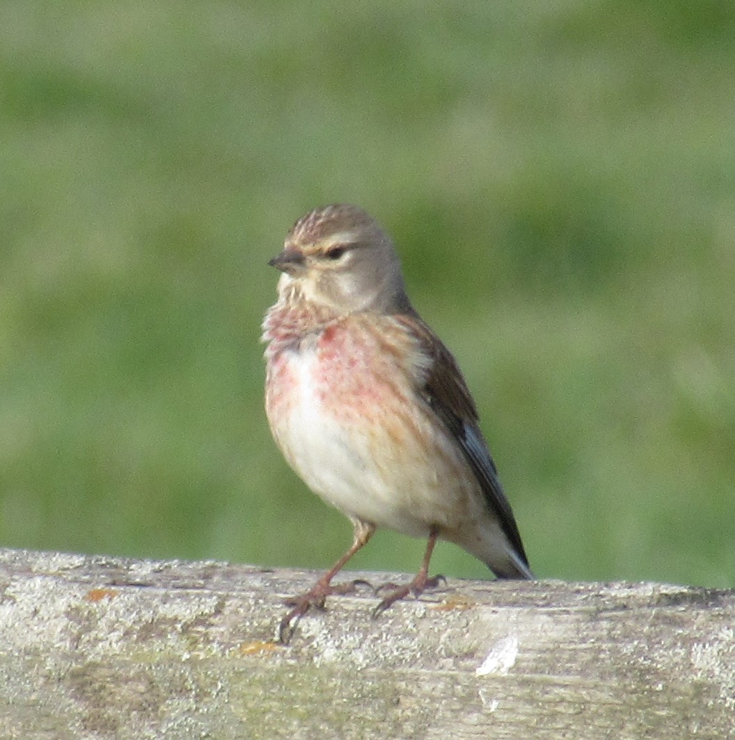 Eurasian Linnet - ML436474131