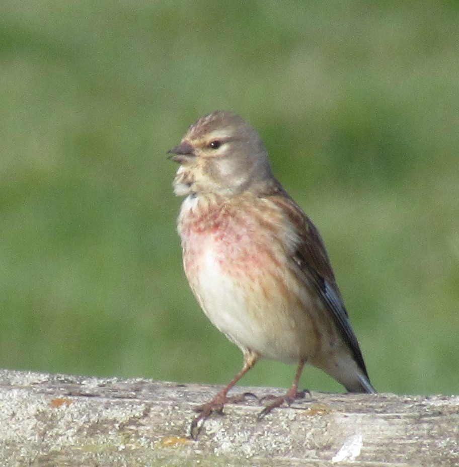 Eurasian Linnet - ML436474141