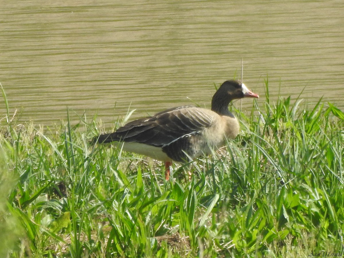 Greater White-fronted Goose - ML436474711