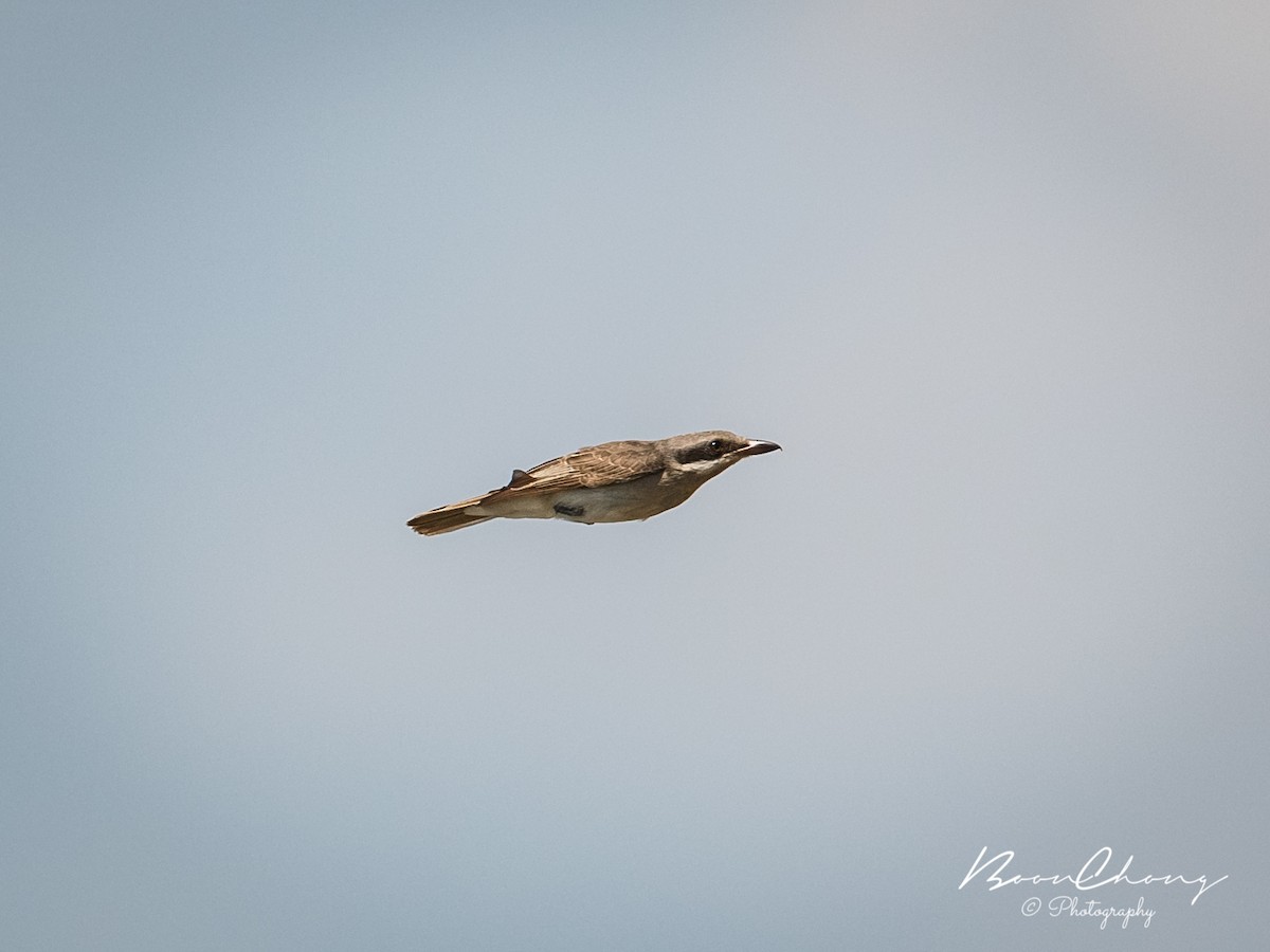 Large Woodshrike - ML436475411