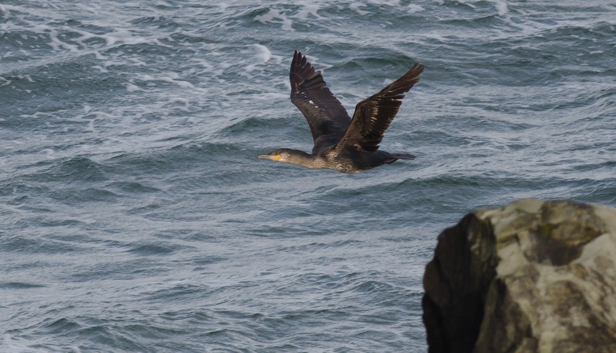 Тураг гогой - ML436476011