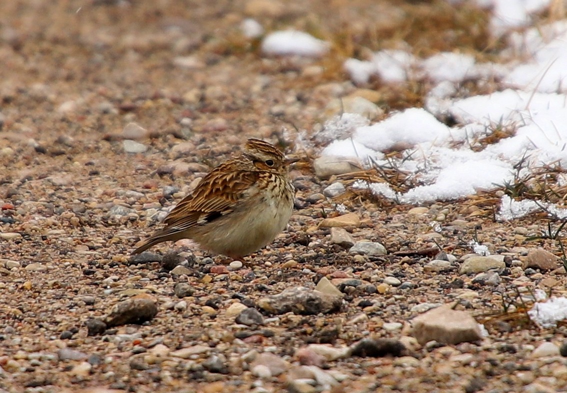 Wood Lark - Sandis Laime