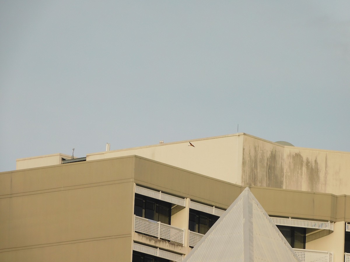 Nankeen Kestrel - ML436476491