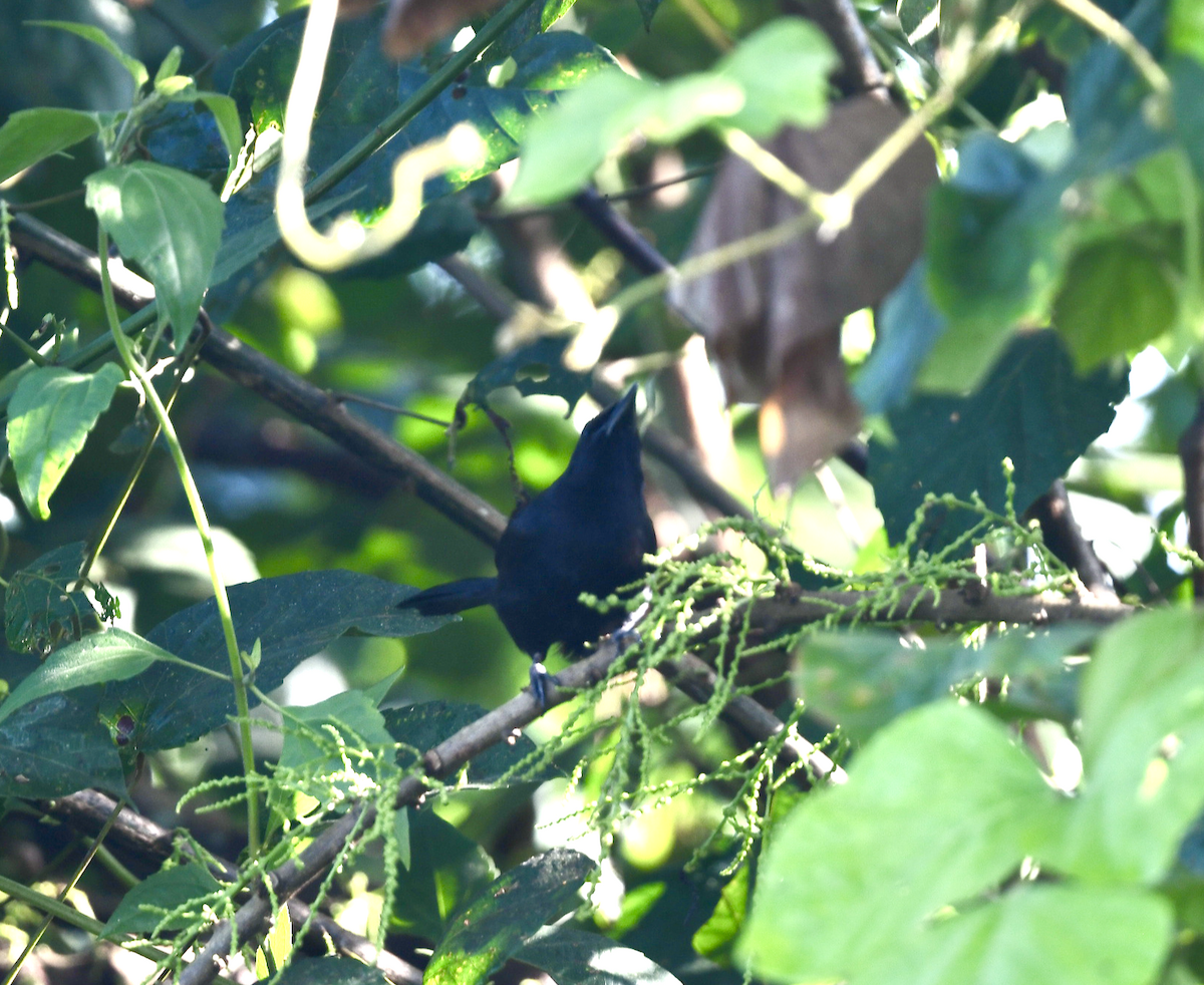 Lowland Sooty Boubou - ML436477211