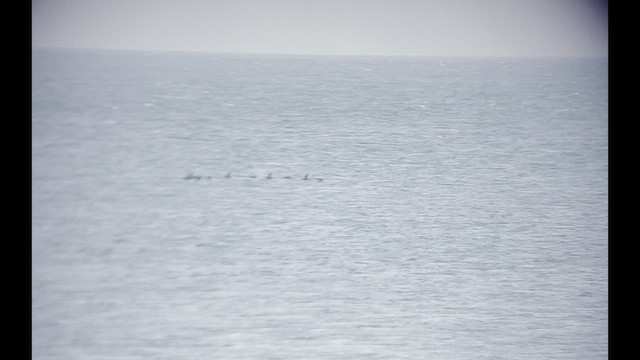 Common Scoter - ML436477321