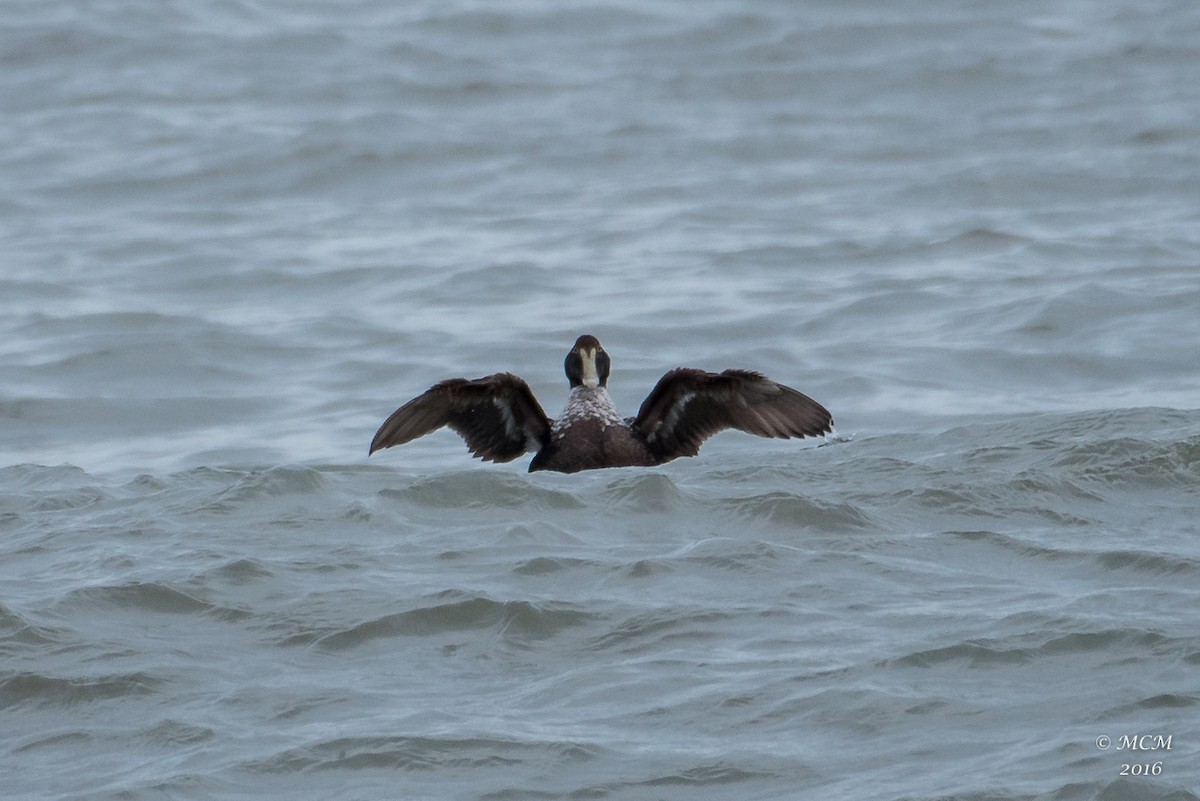 Common Eider - ML43647811