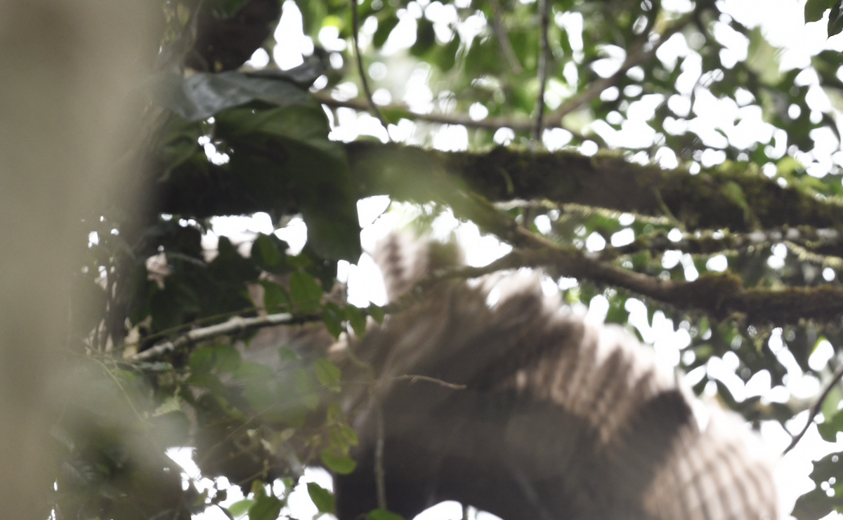 Shelley's Eagle-Owl - ML436480161