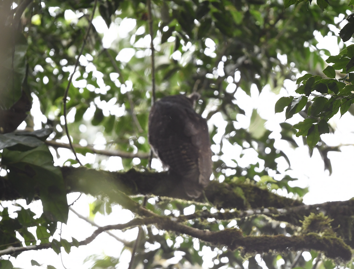 Shelley's Eagle-Owl - ML436480171