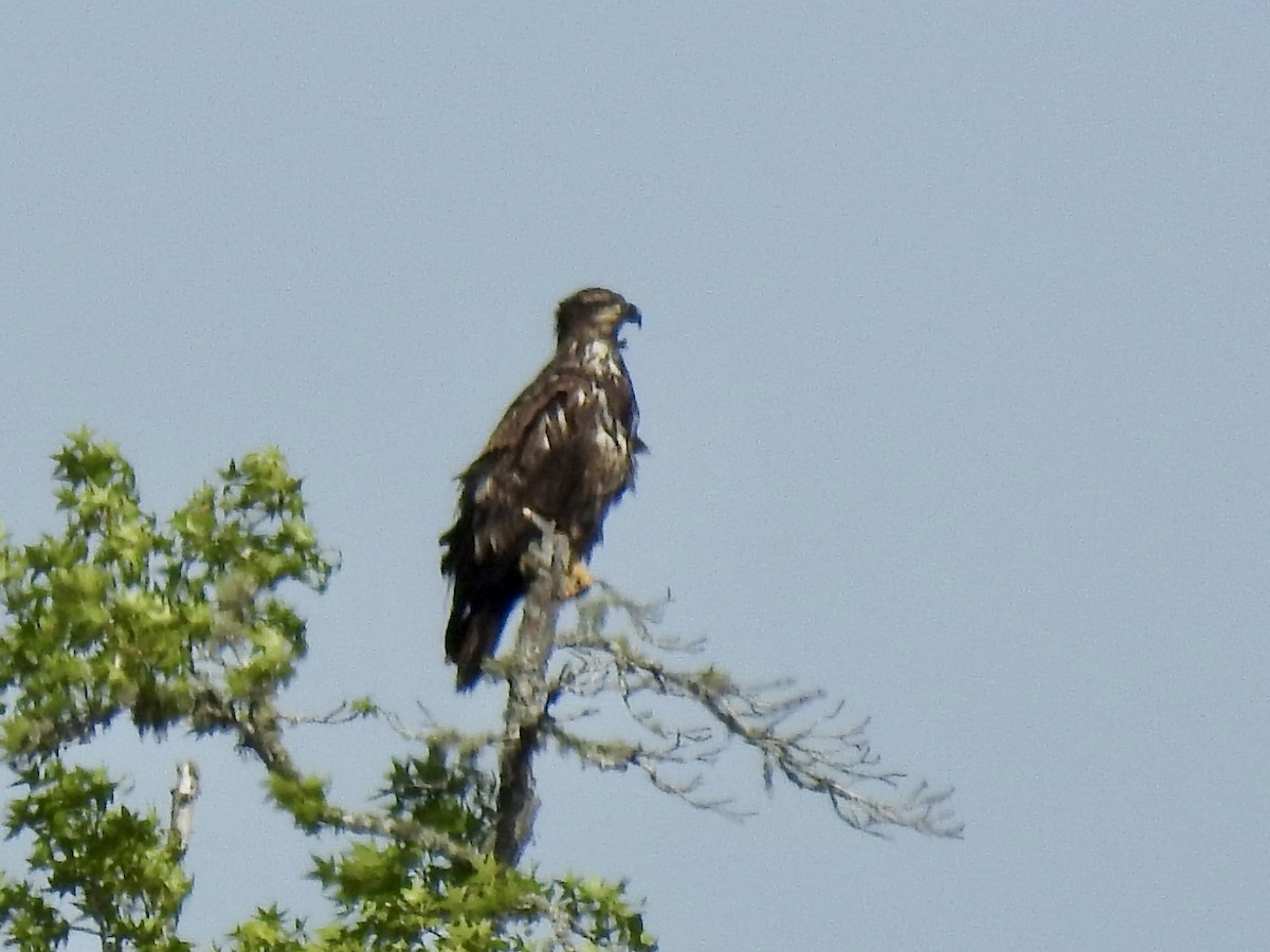 Bald Eagle - ML436481041