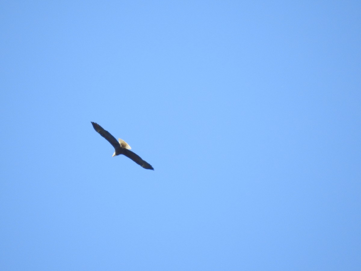 Bald Eagle - ML436481091