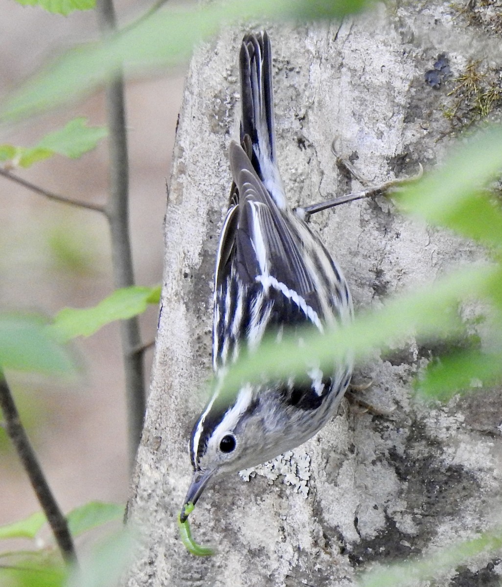 Black-and-white Warbler - ML436481291