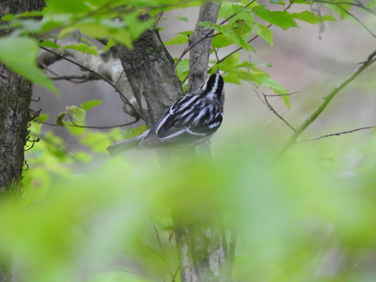 Black-and-white Warbler - ML436481301
