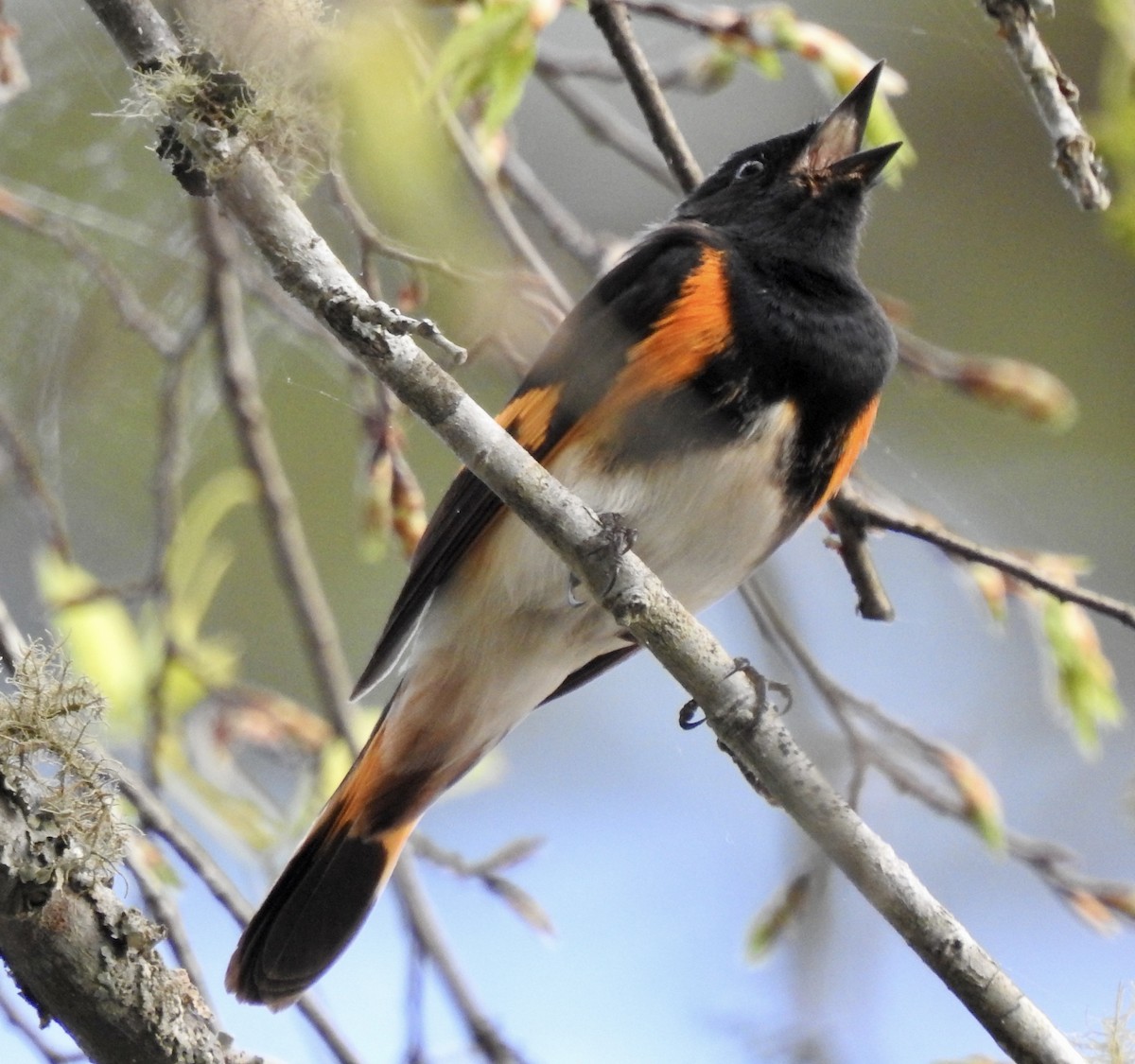 Paruline flamboyante - ML436481381