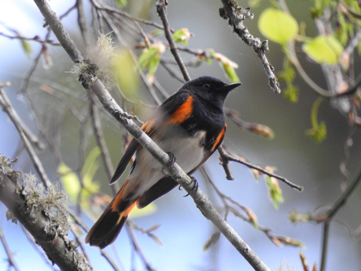 American Redstart - ML436481441