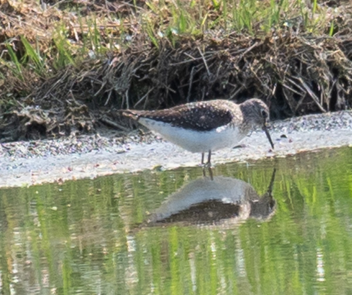 Solitary Sandpiper - ML436481481