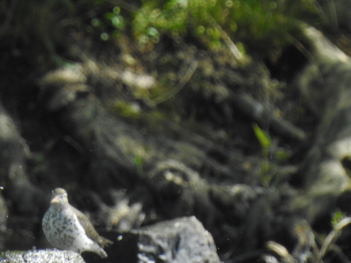 Spotted Sandpiper - ML436481551