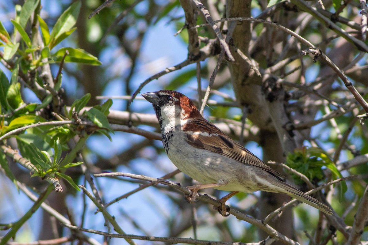 Italian Sparrow - ML436482531