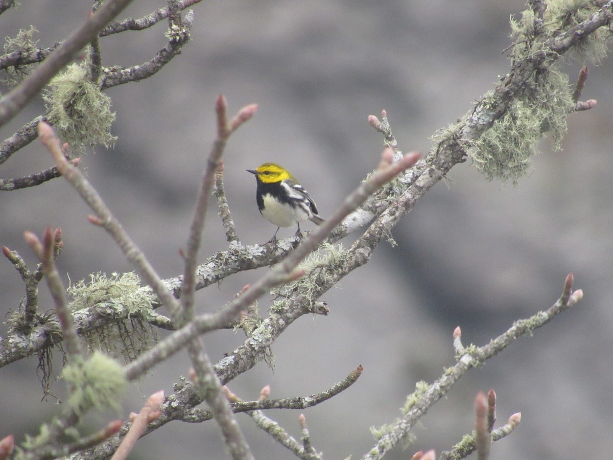 Black-throated Green Warbler - ML436489821